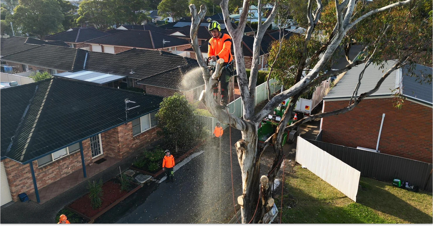 Tree Pruning in Cronulla