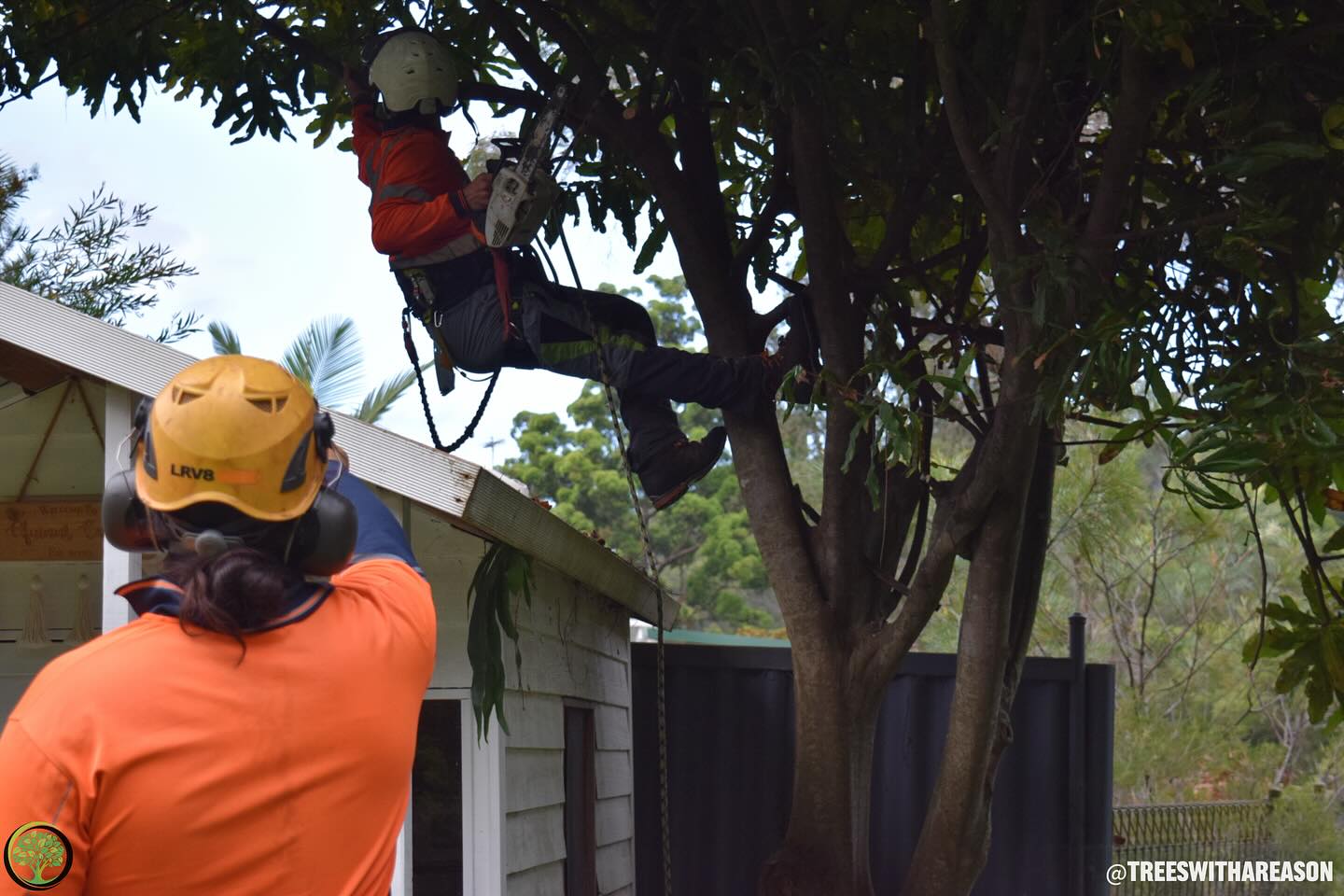Arborist in Engadine