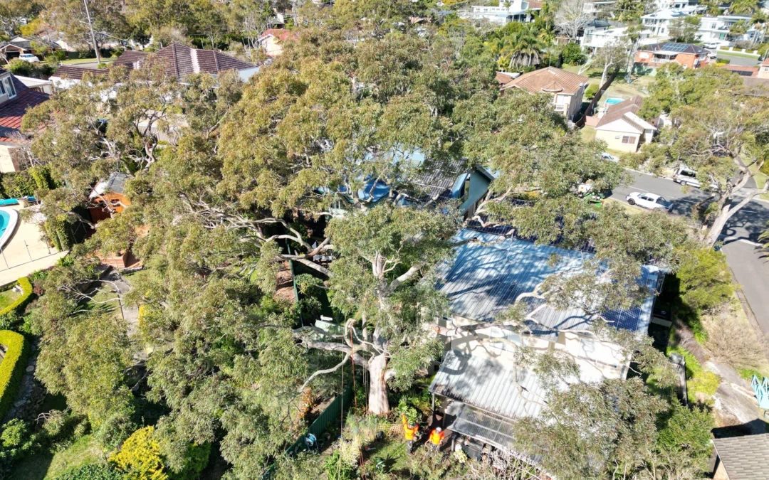 Keep Your Trees Healthy and Strong