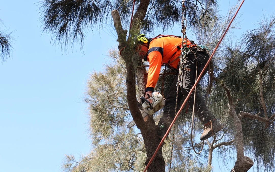 When Trees Become Urgent Problems